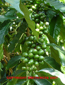 green beans & leaves